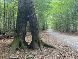 Großer Winterberg-Wanderrunde, km 14
